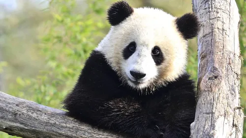 Le zoo belge Pairi Daiza recrute 100 personnes à l’approche de sa...